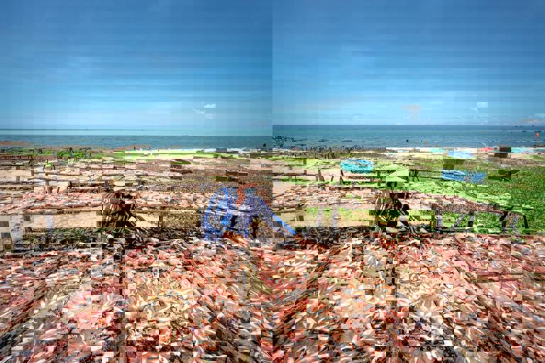 Floating Fish Markets Draw Crowds to Langkawi’s Docks for Fresh Catches and Sea Tales