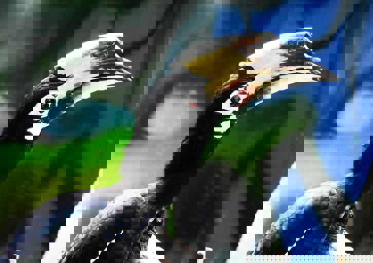 Rare Hornbill Sighting Thrills Wildlife Photographers on Rainforest Trek